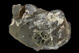 Iridescent Ammonite (Quenstedticeras) Fossil in Rock - Poland #127849-1